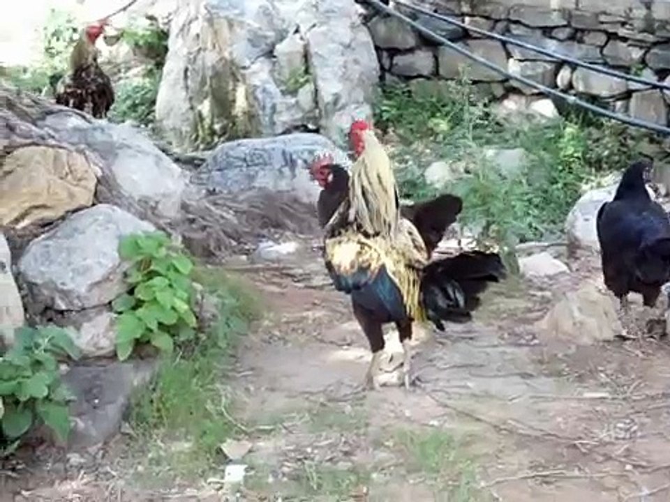 chicken family in village
