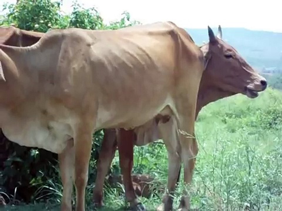 cow chewing