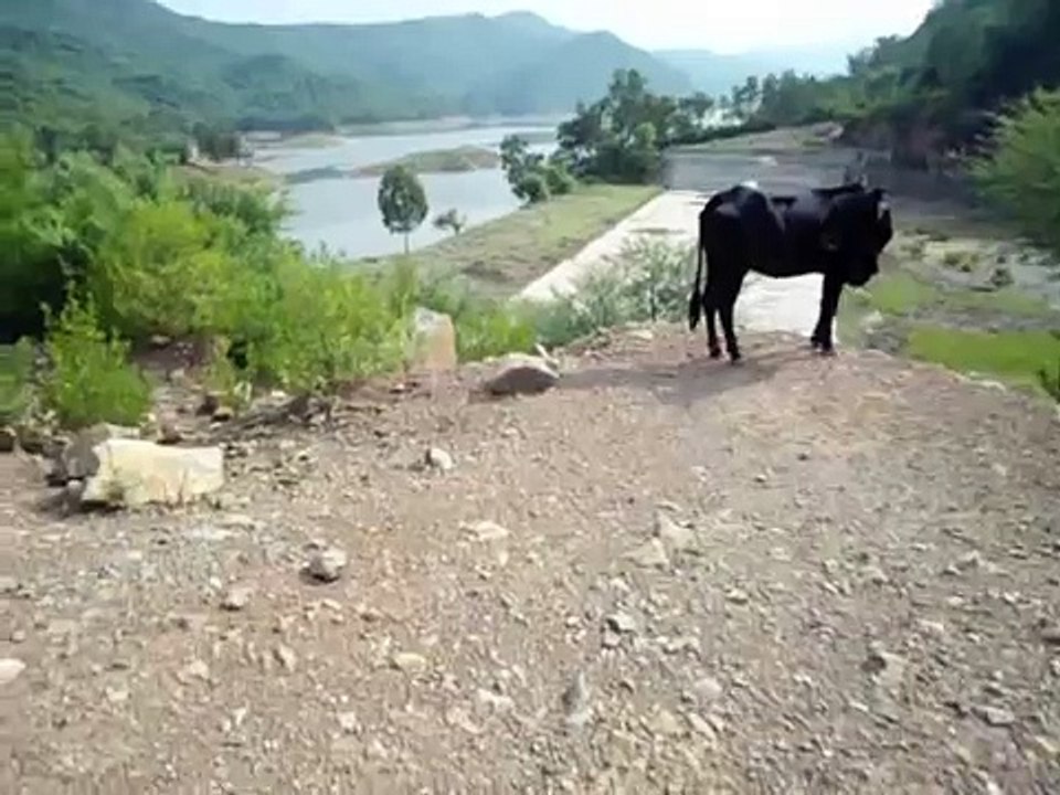cows on dam