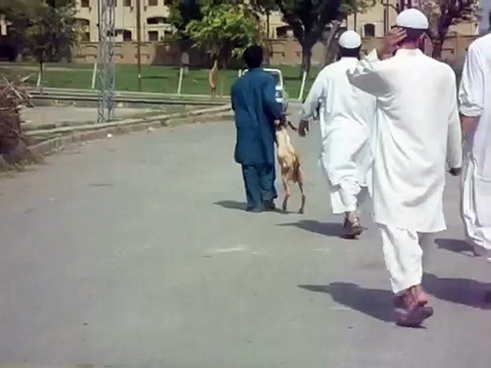 dragging goat