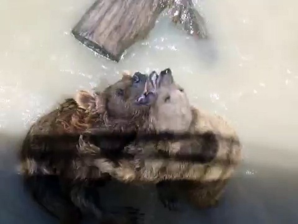 Bear playing 3