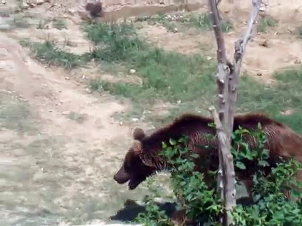 Bear playing 4