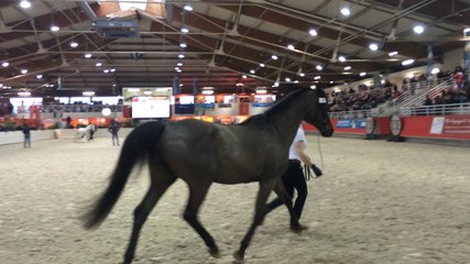 Salon des étalons