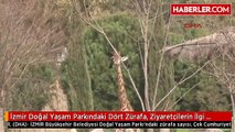 İzmir Doğal Yaşam Parkındaki Dört Zürafa, Ziyaretçilerin İlgi Odağı Oldu