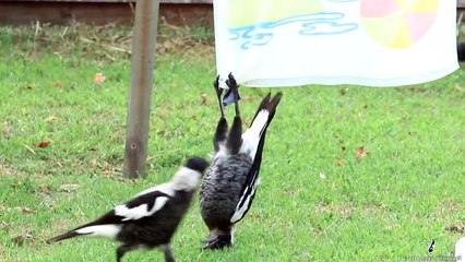 Magpie Hangs Upside Down
