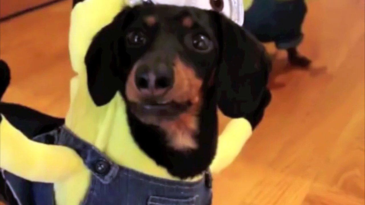 Trop mignon et trop drôle