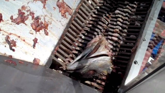 Fish Head Grinding -