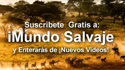 kurtlar ayıyla kavga ediyor