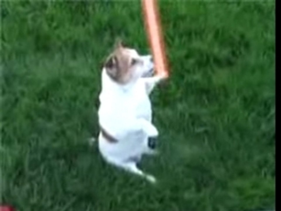 Chien-jedi