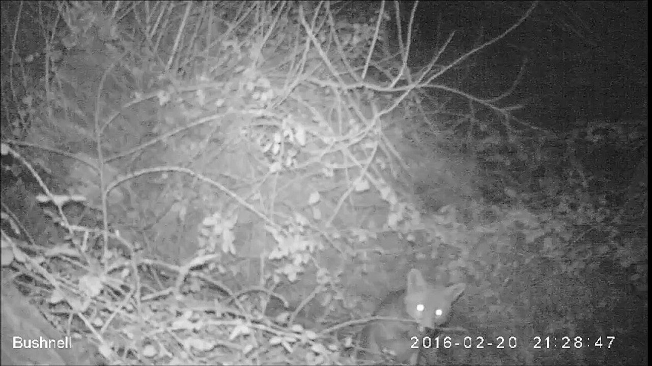 Renard_21_02_16