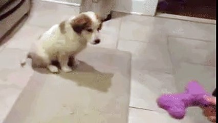 not great at fetch _ Gifs