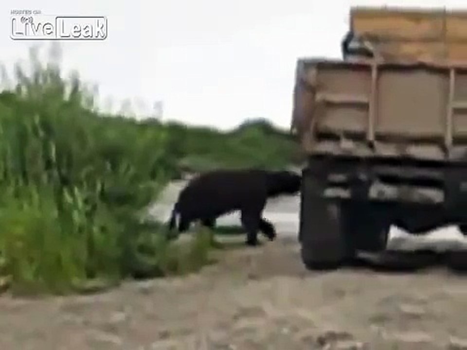 Медведь и грузовик
