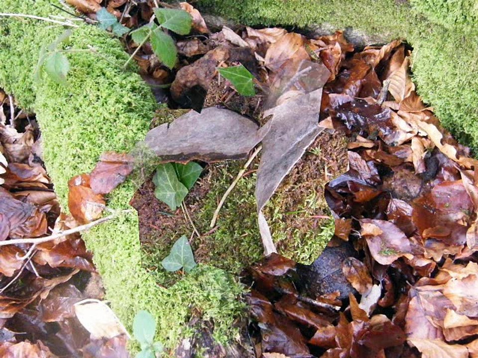 Trésor dans la forêt d'Andaines 1