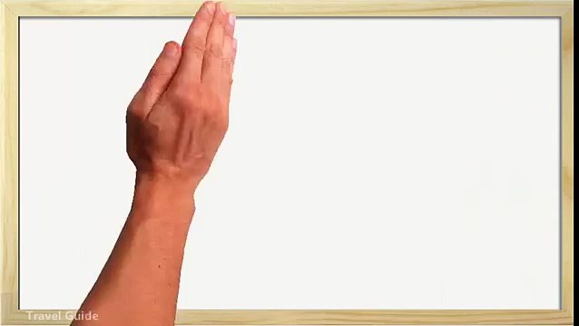 Safe Traveling For Your Dog, Cat or Bird