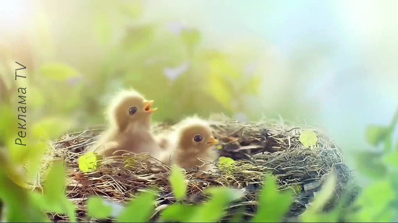 Реклама Киндер молочный ломтик - Kinder