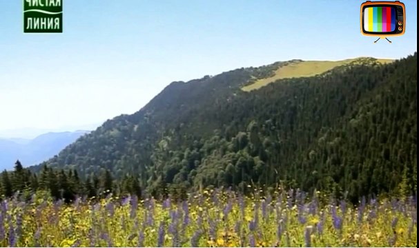 Реклама крема чистая линия - чиста лінія - краса і молодість вашої шкіри