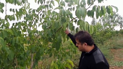 Chandler Ceviz, Ağacı, Fidanı, Neden, Büyümez, Gelişmez, Ne Verilir, Atılır, Kullanılır, G