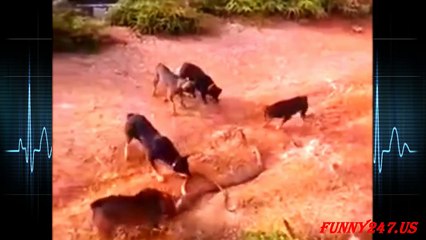 Dog vs Snake Real Life ☆ Snake Chanel Tv