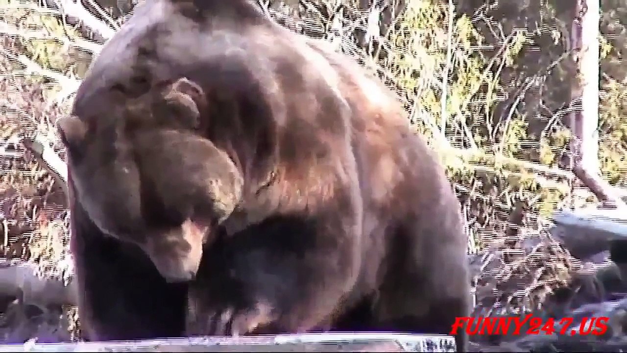 Furious bear attacking car