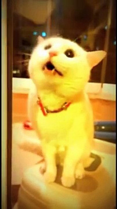 Sinirli Kedi - Komik videoları izle 2016