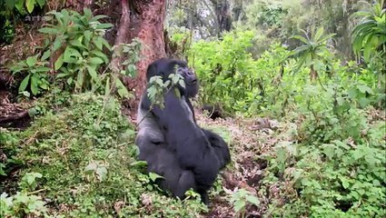 Curiosités Animales: La Mauvaise Réputation, Le Gorille & La Chauve-Souris