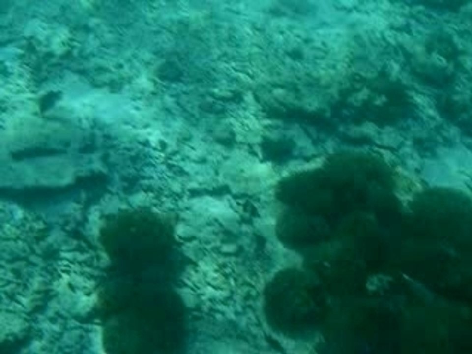 plongée en thailande