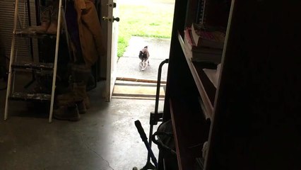 Dog Wipes Feet Before Coming Inside