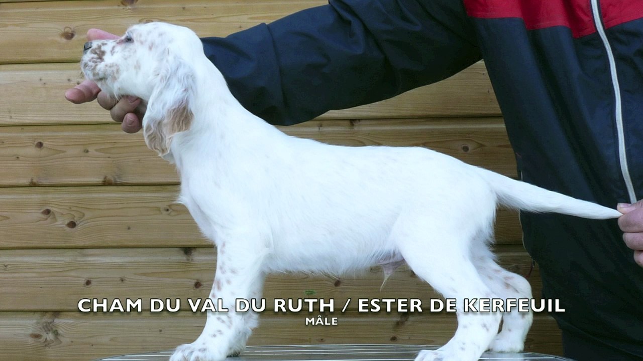 Chiots Cham-Ester