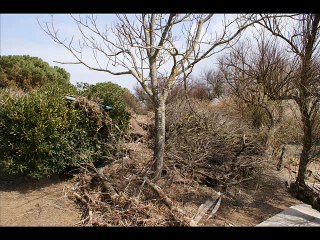 Loix en Ré après la tempête Xynthia