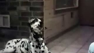 Awesome Funny and Cute Talking Dogs Video!