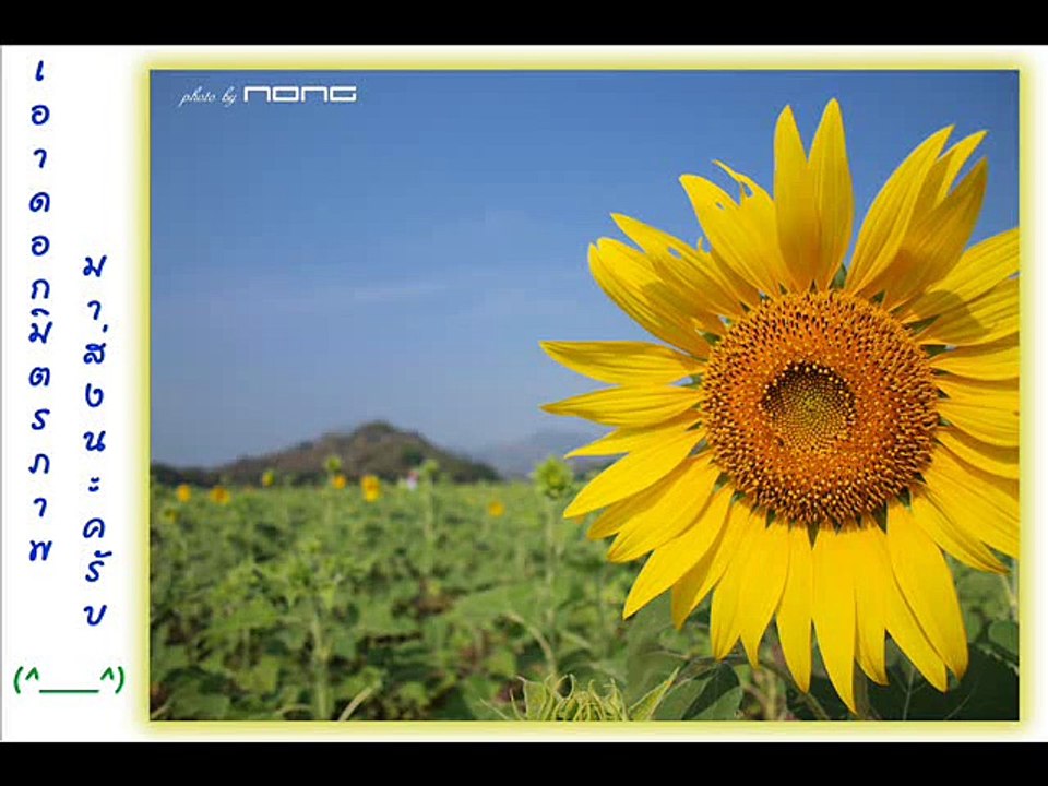 ---ศุ บุญเลี้ยง - ทานตะวัน - YouTube