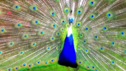 Allah Tumi Doyar Sagor...