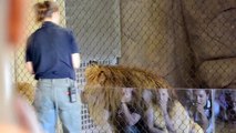 HUGE Male Lion Oregon Zoo Shocks Audience with Display