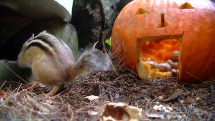 Funny Squirrel Compilation - Funny Squirrel Videos