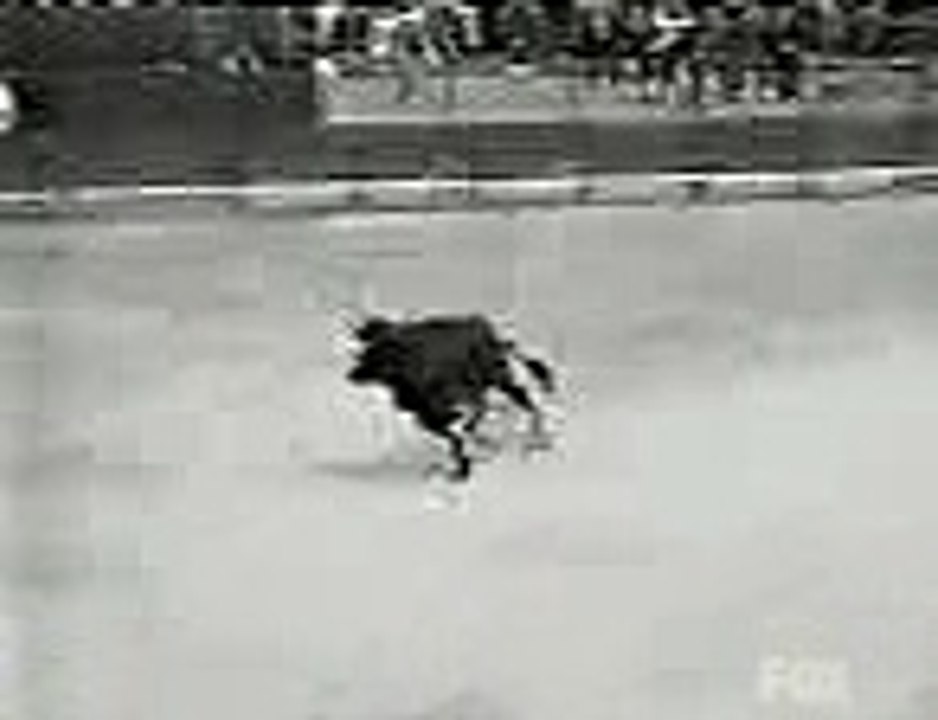 bull jump