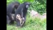 Funny Monkeys Funny Animal Videos Compilation of the Funniest Animals