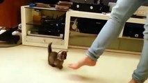 Tiny kitten adorably dances with her owner