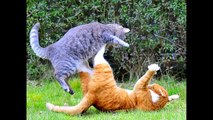 Cats and Dogs Play Fighting | Multi Funny Cat Videos (FULL HD)