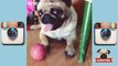 Instagram Pug Videos Compilation | Funny Dogs & Pugs are Awesome