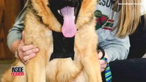 Quasimodo è uno dei soli 13 cani al mondo ad avere un raro problema