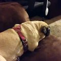 Vine : IM GOING TO EAT YOU! *PUG*