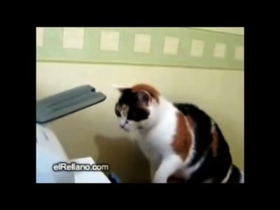 Cat vs Printer - The Translation