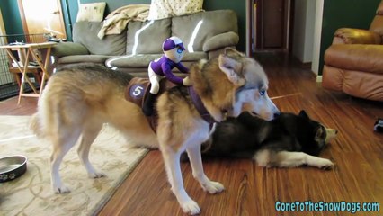 Halloween Costumes! Dog Freezes! Funny! Must See! Jockey and Headless Horseman