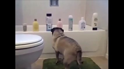 Thug Life Pug Life: Top Wild Animal Clips 🐾