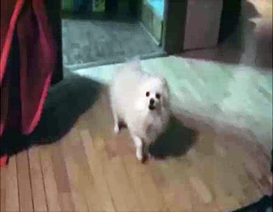 Doge Skinhead