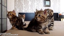 Funny Cats Choir | Dancing Chorus Line of Cute Kittens