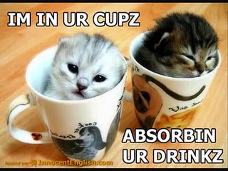 very funny and crazy cats ! MUST WATCH !