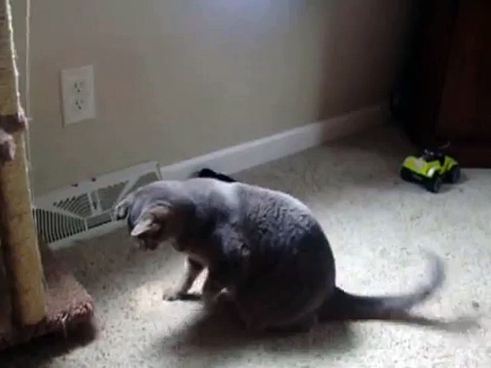 Cute Cat Video