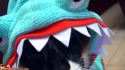 Cat In A Shark Costume Chases A Duck While Riding A Roomba