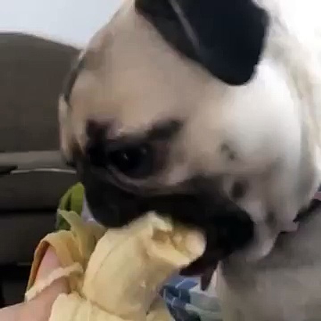 Мопс с бананом